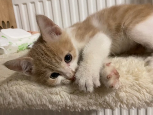 1,5 aylık sevimli oğlana yuva fotoğraf