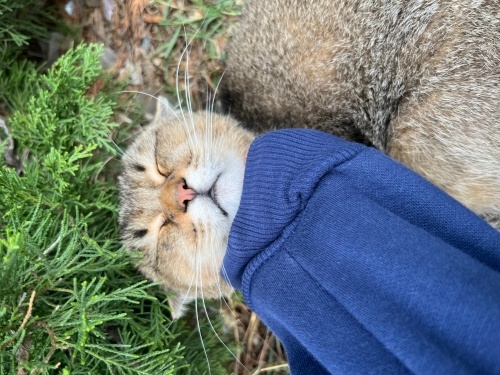 Sokağa terk cins kedi fotoğraf