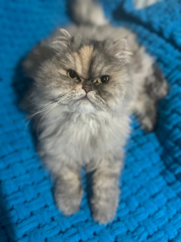 CHİNCİLLA CİNSİ YETİŞKİN KISIR KEDİ fotoğraf