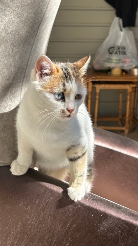 Sarman ve siyam bebeği fotoğraf