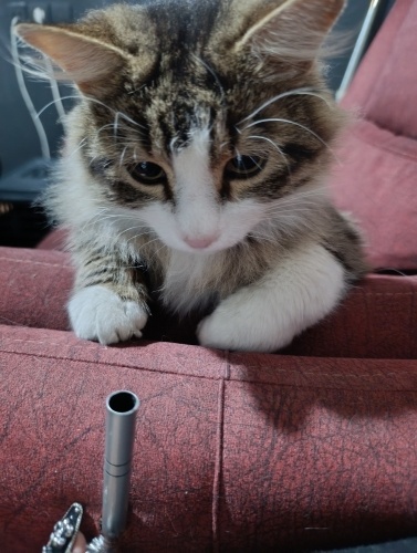 Sokakda üşütmüşken bulduk fotoğraf