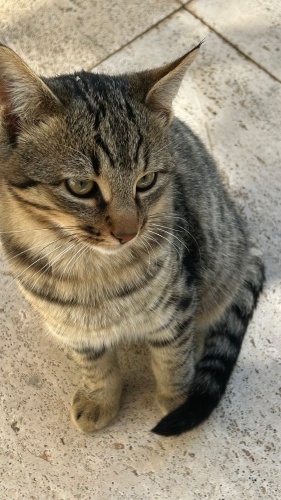 Tekirim saf tekirim fotoğraf