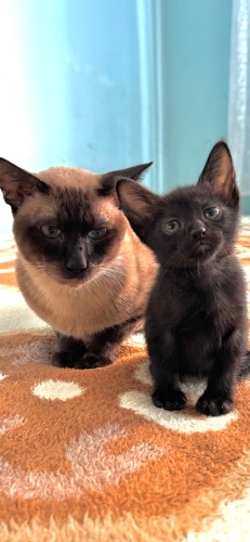 Ücretsiz sahiplendirme fotoğraf