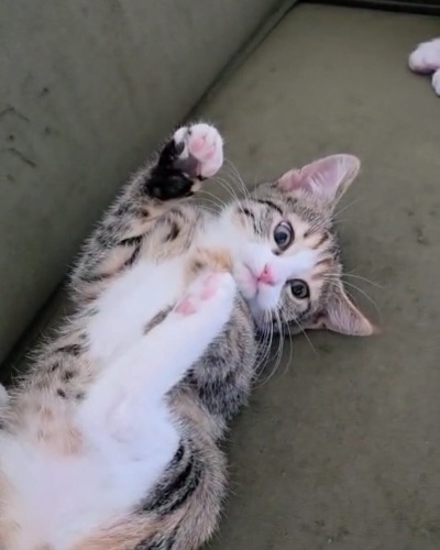 Butin asilari tamam fotoğraf