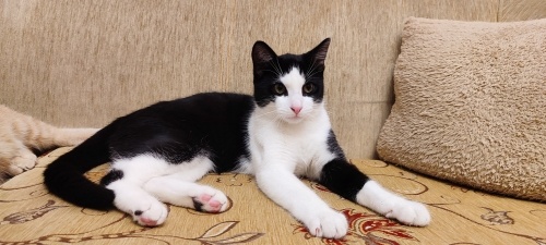 Smokin kedi yuva arıyor fotoğraf