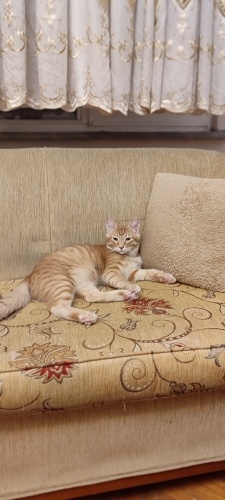 Behlül yuva arıyor fotoğraf