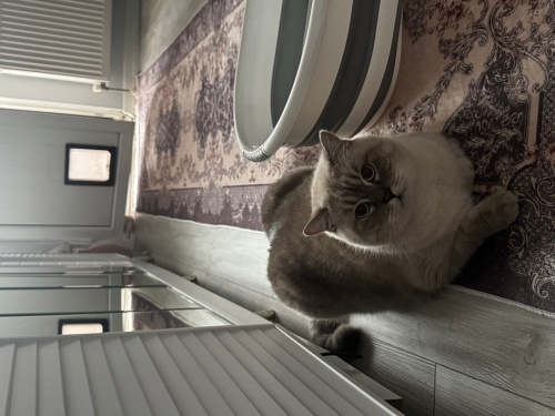 Cins kedime ÖMÜR BOYU YUVAAA fotoğraf