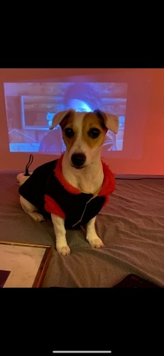 DÜNYALAR TATLISI JACK RUSSEL KIZIMIZA YUVA ARIYORUZ 3 YASINDA İYİ HUYLU fotoğraf