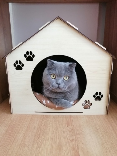 Ücretsiz sahiplenme pofidik British kedi acil yuva fotoğraf