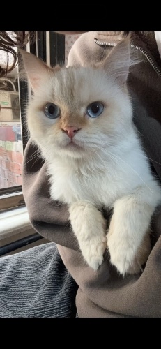 1 yaşında erkek scootisch blue point fotoğraf