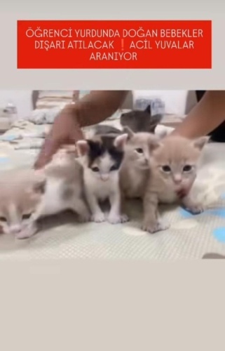 55 GÜNLÜK ERKEK VE DİŞİ MİNİCİK ŞEKER TANELERİ ‼️ fotoğraf