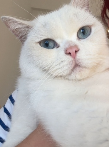 Ücretsiz sahiplenme British kedi fotoğraf