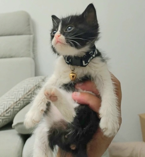 Ücretsiz sahiplenme pofidik tuğlu smokin yavru kardeşler acil yuva fotoğraf