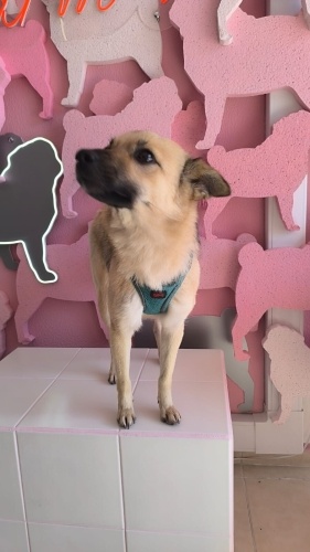 Ücretsiz sahiplenme fino küçük irk acil yuva fotoğraf