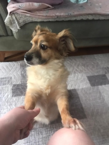 Ücretsiz sahiplenme paplion yuva fotoğraf