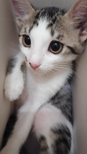 Güzeller güzel bir kız çocuğu fotoğraf