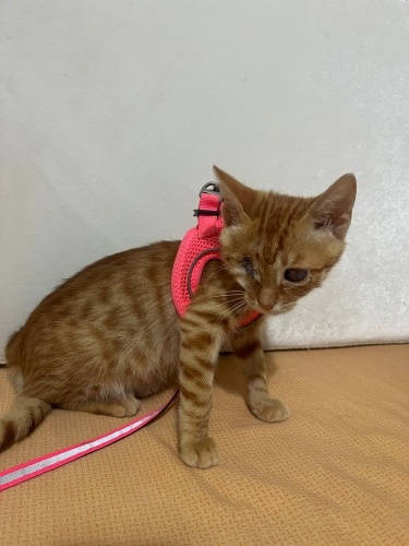 Bir gözü alındı diğer gözü de görmüyor dışarıda yaşayamaz fotoğraf