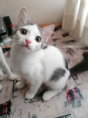 Çok güzel ve sevgi dolu bir kız çocuğu. fotoğraf