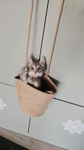 Lady ücretsiz yuva arıyor fotoğraf