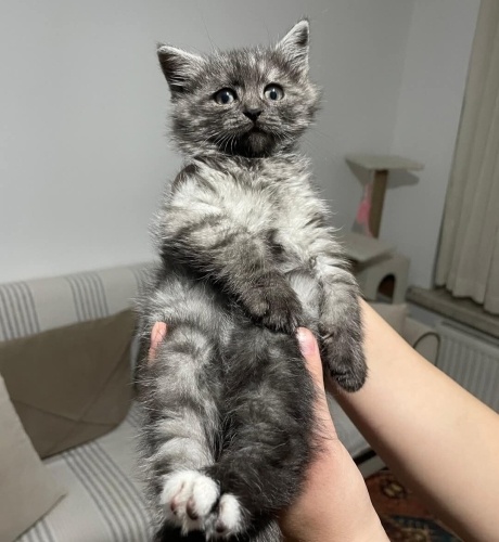 1.5 AY CİVARI BRİTİSH-NORVEÇ ORMAN MELEZİ fotoğraf