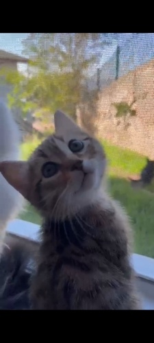 2 aylık iki adet erkek kedi mevcut çok oyuncular kardeşler fotoğraf