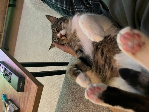 Kucak bağımlısı oğluma acil yuva arıyorum fotoğraf