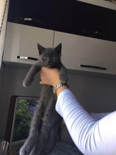 Bebeğe yuva arıyoruz fotoğraf