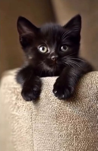 Bi Biskrem Versem ? fotoğraf