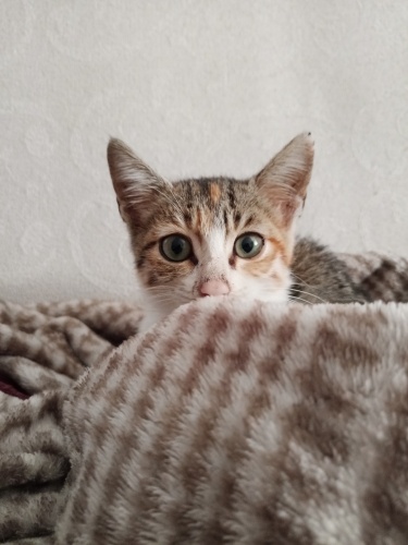 Tekir dişi yavru kedi fotoğraf