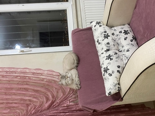 ücretsiz sahiplendirme fotoğraf