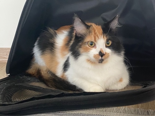 Kurtardığımız bu güzel cana yuva olmak ister misiniz ? fotoğraf