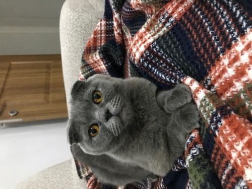 Sakin Mutlu Tüm Eğitimleri Tam fotoğraf