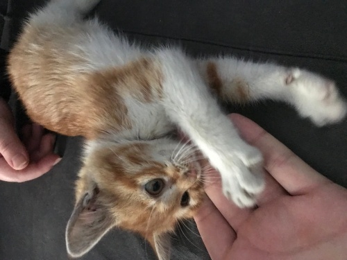 Tuvalet Eğitimi Olan Akıllı Oyuncu Yavru Sarman Kedi fotoğraf