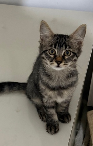 3 aylık dişi yavru kedi fotoğraf