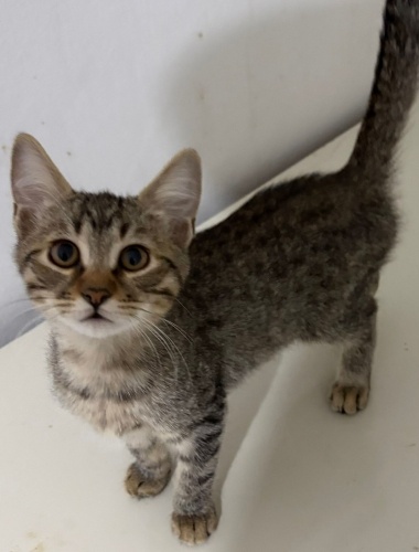 3 aylık yavru erkek kedi fotoğraf