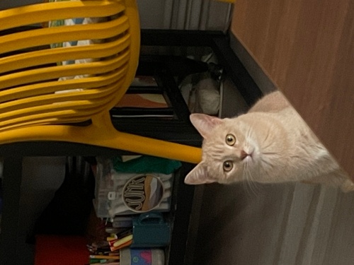 Ikea kedisi Kedo fotoğraf