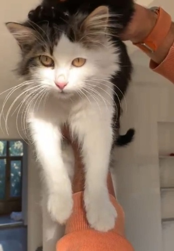 Ponpon Kuyruk Puf Puf Kabaran Pofuduk Ponny (Parazit ve Karma aşıları yapıldı) fotoğraf