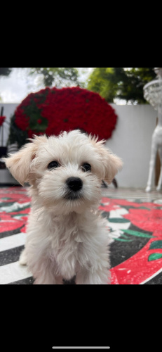 Oyuncu Bebek Şira fotoğraf