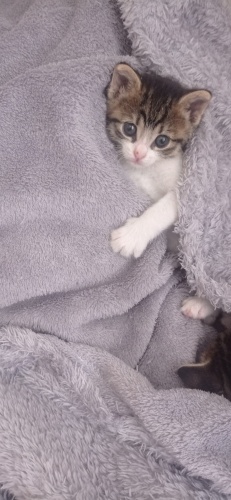 Cana yakın minik kediler fotoğraf