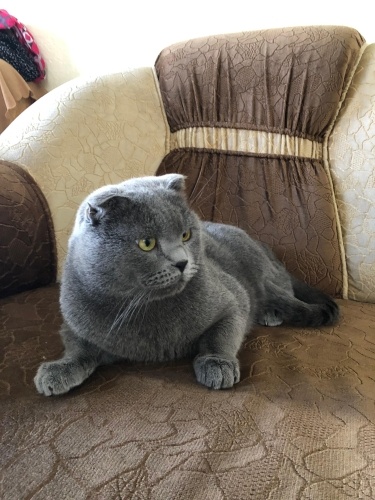 Çok oyuncu ve sevimli bir kedi yuva arıyor fotoğraf