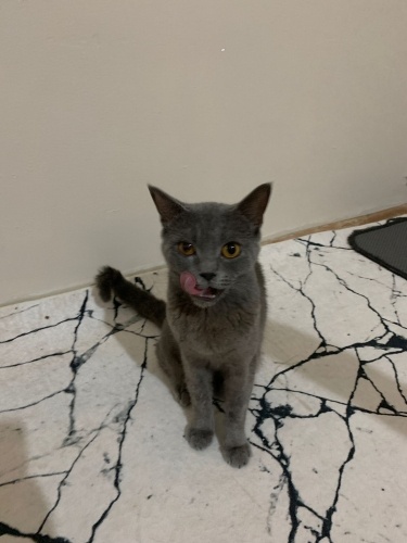 British Shorthair Acil Yuva Aranıyor fotoğraf