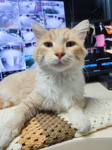 Kısır Erkek Sarman fotoğraf