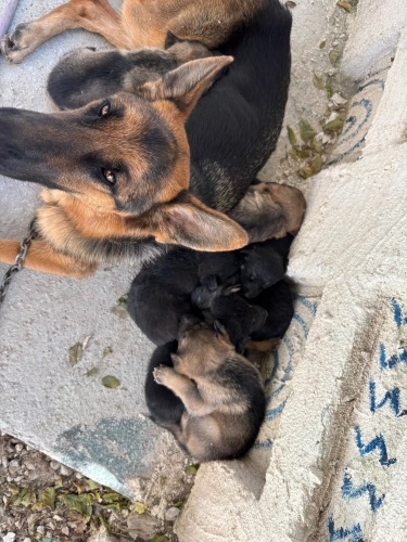 Minnak kalpler yuva bekler fotoğraf