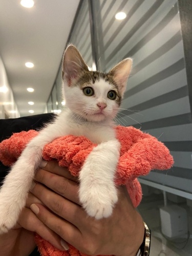 Kucak delisi, mırıl mırıl bir can fotoğraf