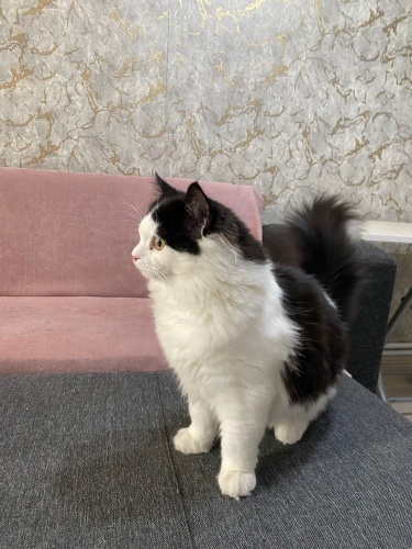 Uysal sevecen oğluma yuva arıyoruz fotoğraf