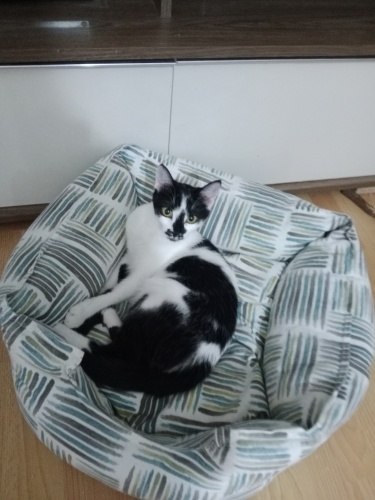 İnsan canlısı akıllı bir çocuk ömürluk yuva ariyor fotoğraf