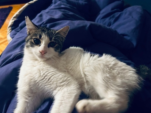 Bonbon💕sevgi dolu ömürlük yuvasını arıyor💕💕 fotoğraf