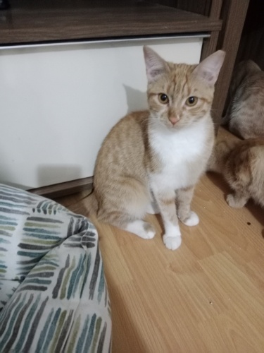 7 aylik kısır sarman kız yuvasını ariyor fotoğraf