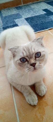 Ücretsiz sahiplendirme fotoğraf