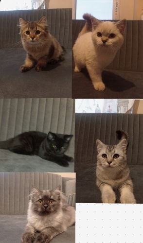 Ücretsiz british longhair ve shorthair bebekler fotoğraf